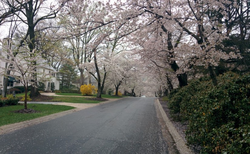 Spring of Washington DC III: The Kenwood neighborhood