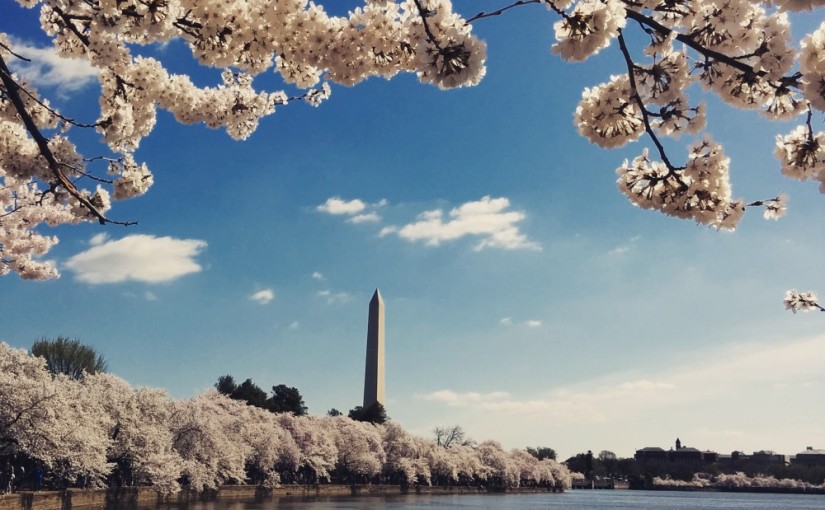 Spring of Washington DC II: Finally, the peak bloom of cherry blossom
